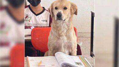 Photo of Lomito “toma clases” en secundaria de Durango 