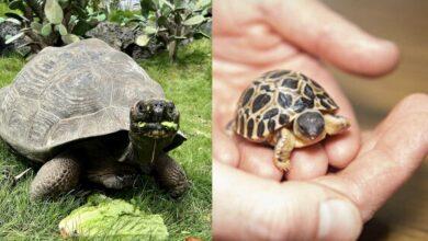Photo of Tortuga de 90 años se convierte en papá por primera vez