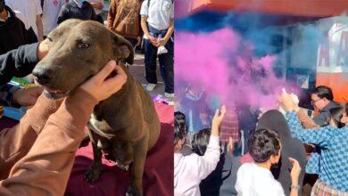 Photo of Estudiantes organizan baby shower a perrita que rescataron. VIDEO  