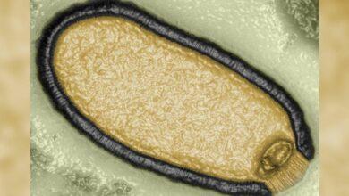 Photo of Reviven virus “zombies” congelados hace 48 mil años 