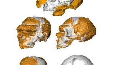 Photo of Reconstruyen cráneo de un neanderthal de 150 mil años 