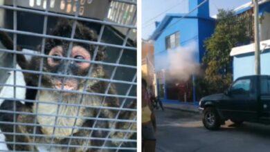 Photo of Mono araña incendia casa por columpiarse sobre cables 