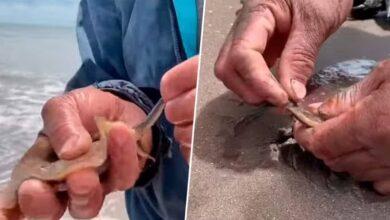 Photo of Le quitan el aguijón a mantarrayas para evitar que piquen a turistas