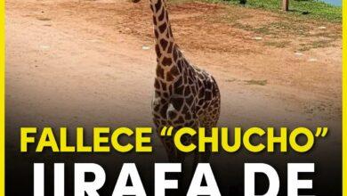 Photo of Fallece “Chucho”, jirafa del Zoológico Animaya