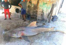 Photo of Capturan enorme tiburón martillo de 200 kilo en Campeche 