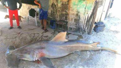 Photo of Capturan enorme tiburón martillo de 200 kilo en Campeche 