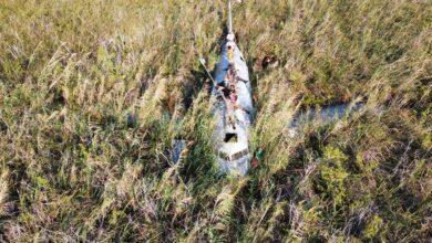 Photo of Llegan al avión Douglas DC-3, abandonado en la selva de Yucatán