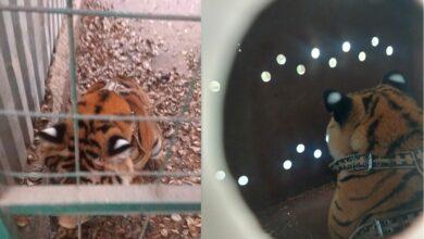 Photo of Tigre rescatado en Mazatlán no podrá regresar a su hábitat