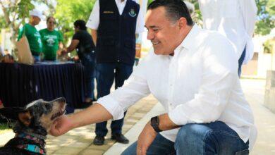 Photo of Siguen las esterilizaciones animal en comisarías de Mérida