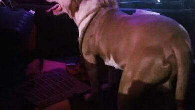 Photo of “Arrestan” a perro por atacar a gatito en Valladolid