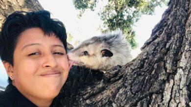 Photo of Busca a “Durazno”, su zarigüeya mascota perdida