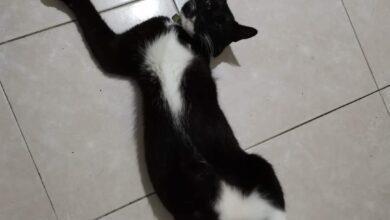 Photo of Buscan a gatito perdido; no tiene un pata