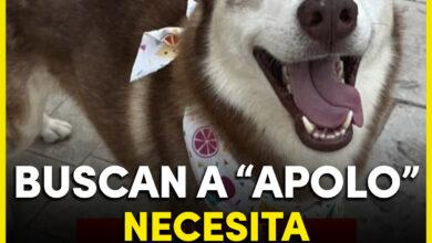 Photo of Buscan a perrito perdido; necesita tratamiento contra el cáncer 
