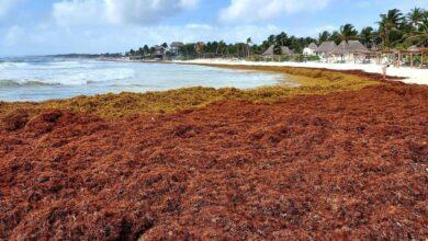 Photo of “Megacinturón” de sargazo cubre el Atlántico