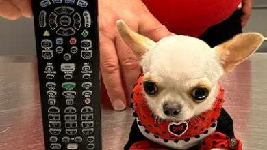 Photo of Pearl, la perrita más pequeña del mundo