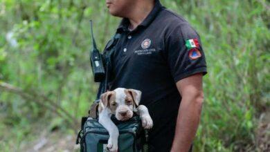 Photo of Rescatan a 50 pitbulls de criadero clandestino 