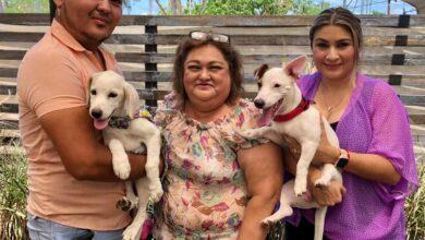 Photo of Realizarán la primera pasarela Primavera Canina 2023