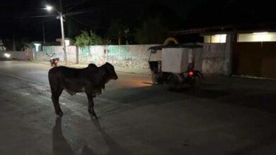 Photo of Rumbo a la carnicería, toro se escapa en Hunucmá