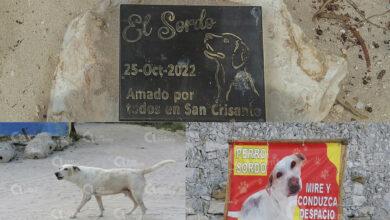 Photo of Colocan placa en honor a “Sordo”, perrito de San Crisanto 