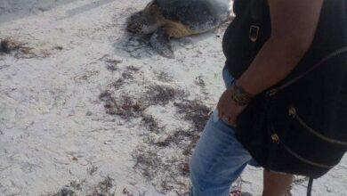 Photo of Tortuga en Holbox se estresa por acoso de turistas y no puede desovar