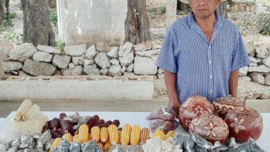 Photo of CICY impulsa la conservación de maíces criollos en Yucatán