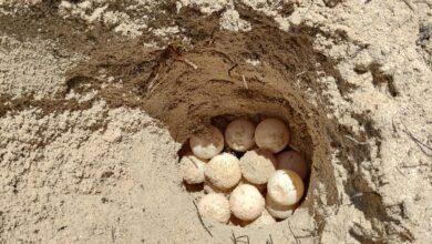 Photo of Encuentran y resguardan nido con 132 huevos de tortuga en Progreso 