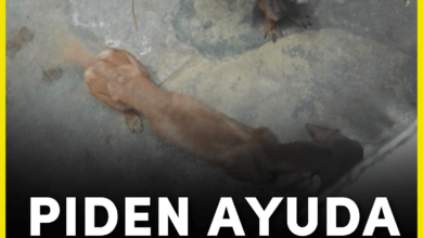 Photo of Piden ayuda para perritas rescatadas en el centro