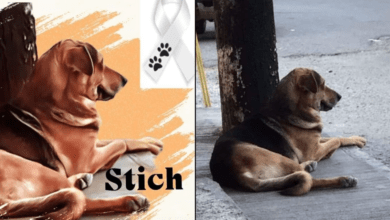 Photo of Justicia para “Stich”: Perrito muere tras ser golpeado por robar un pan