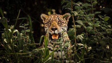 Photo of Proyecto de inteligencia artificial identifica jaguares en Yucatán