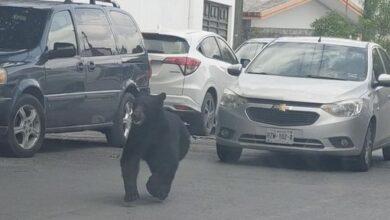 Photo of Sorprende oso en zona habitacional de Monterrey