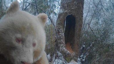 Photo of Osito panda blanco se toma selfie