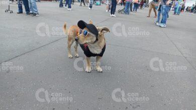 Photo of Hasta los lomitos van a “Yucatán Expone” en la CDMX