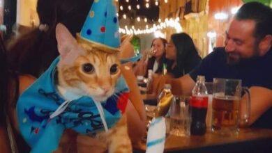 Photo of Gatito festeja su cumpleaños en restaurante de Campeche