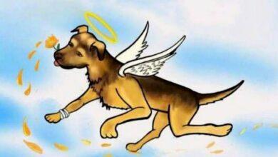 Photo of La historia de ‘Scooby’, el perrito lanzado a cazo de aceite hirviendo