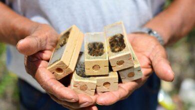 Photo of Con entrega de abejas reina, Mauricio Vila impulsa la apicultura 