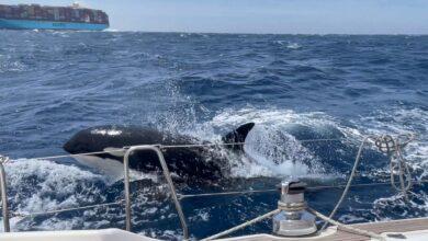 Photo of Orcas han atacado y hundidos tres embarcaciones premeditadamente  