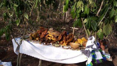 Photo of Mantienen viva la tradición del Wajil Kool en Yucatán 