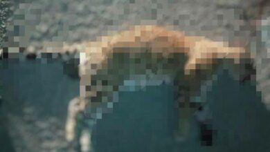 Photo of Atropellan a jaguar en Quintana Roo