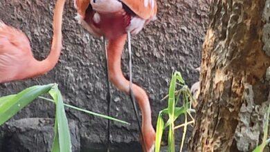 Photo of Nace la primera cría de flamenco en “El Centenario” 