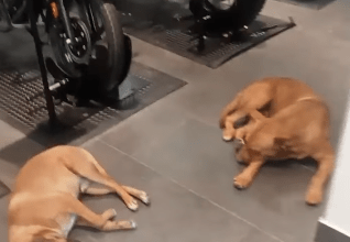 Photo of Tienda deja que perritos se protejan del calor. VIDEO