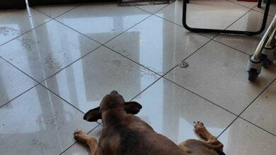 Photo of Perrito se refugia del calor de Mérida en un 7-Eleven 