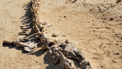 Photo of En el desierto del Sahara hallan restos óseos ancestrales de ballena