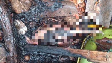 Photo of Pavos y gallinas acaban calcinados por incendio en Motul