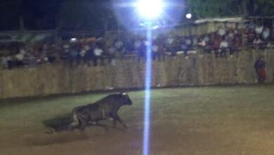 Photo of Cornadas y un algodonero herido en corrida de Yaxcabá. VIDEO