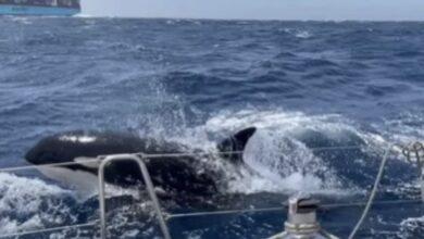 Photo of ‘White Gladis’, la orca líder de una revolución en mares de España