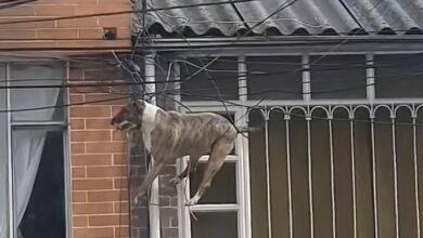 Photo of Perro queda «volando» entre cables por perseguir a un gato