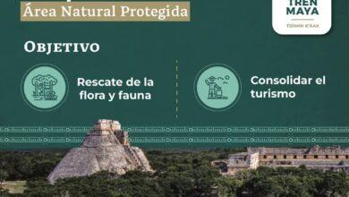Photo of El Parque Nuevo Uxmal será Área Natural Protegida