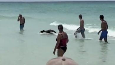 Photo of Osito sorprende al darse un chapuzón en playa de Florida