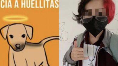 Photo of Joven que mató a perrito en Puebla recibirá atención psicológica »en libertad»
