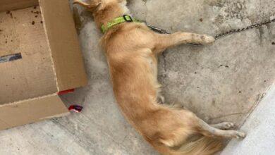 Photo of Golpe de calor acaba con la vida de perrito en Umán